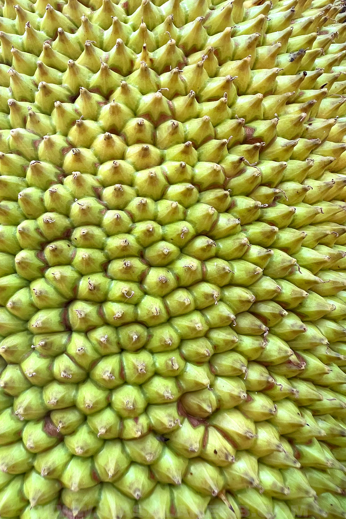 Raw jackfruit skin bright green on the tree unharvested