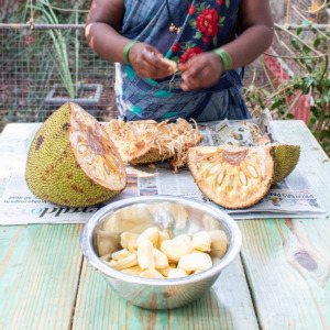plucking out jackfruit from a whole ripe jackfruit