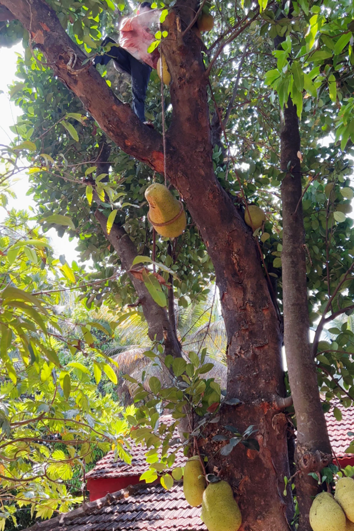 Harvesting method of a jackfruit from a tall tree