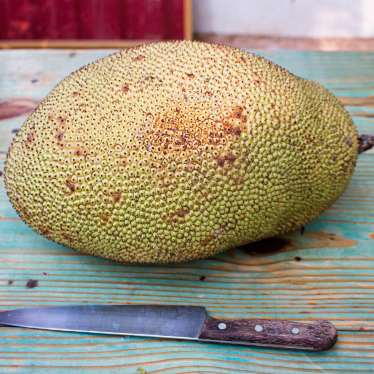 A ripe whole jackfruit