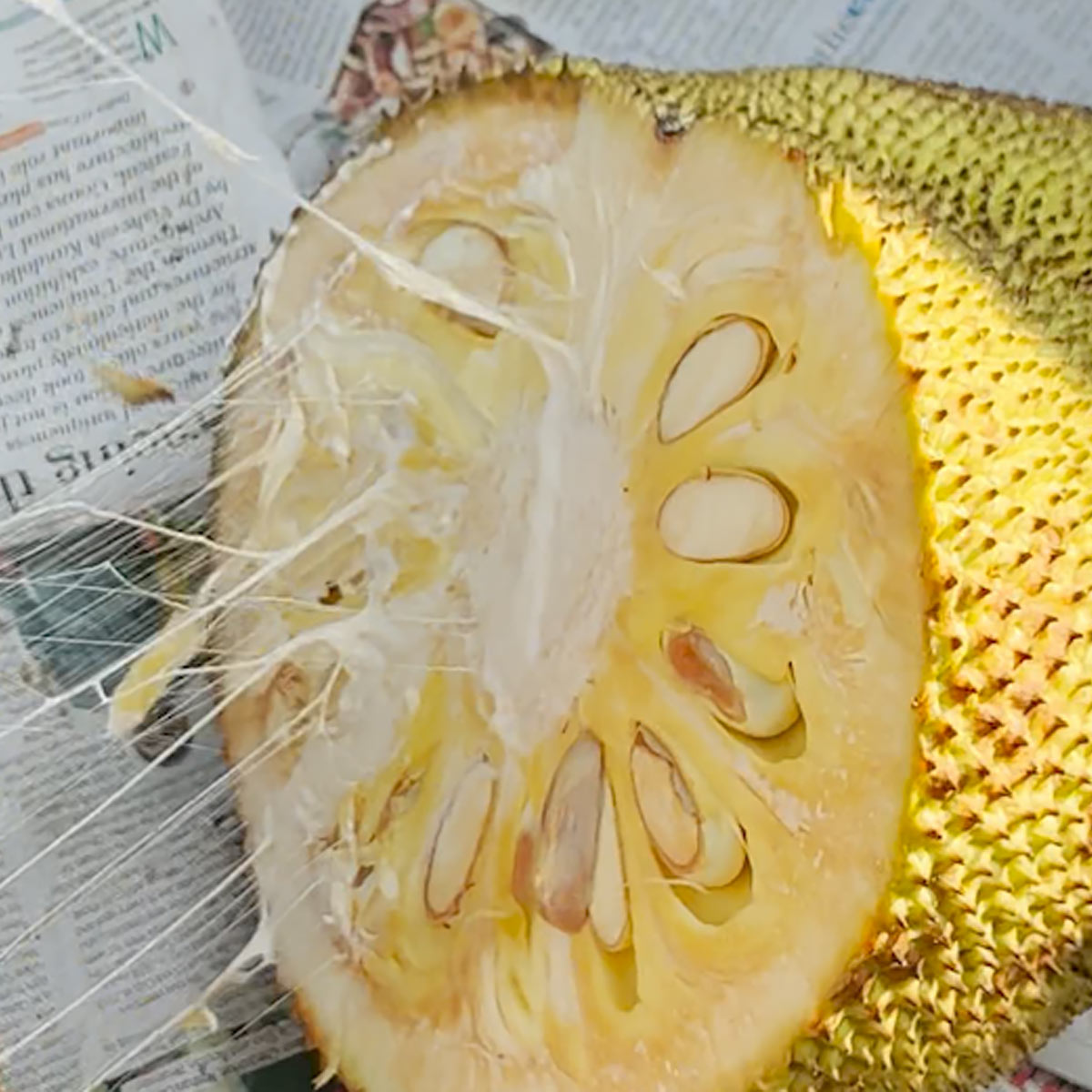 A freshly cut jackfruit with sticky sap oozing out