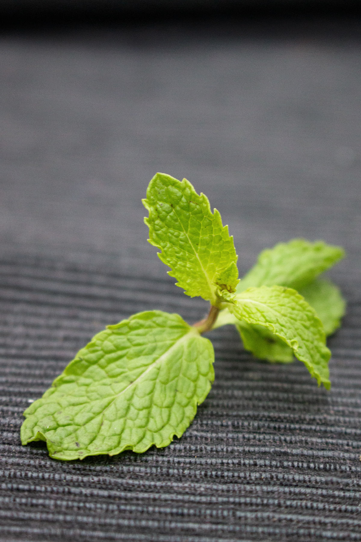 fresh mint close up