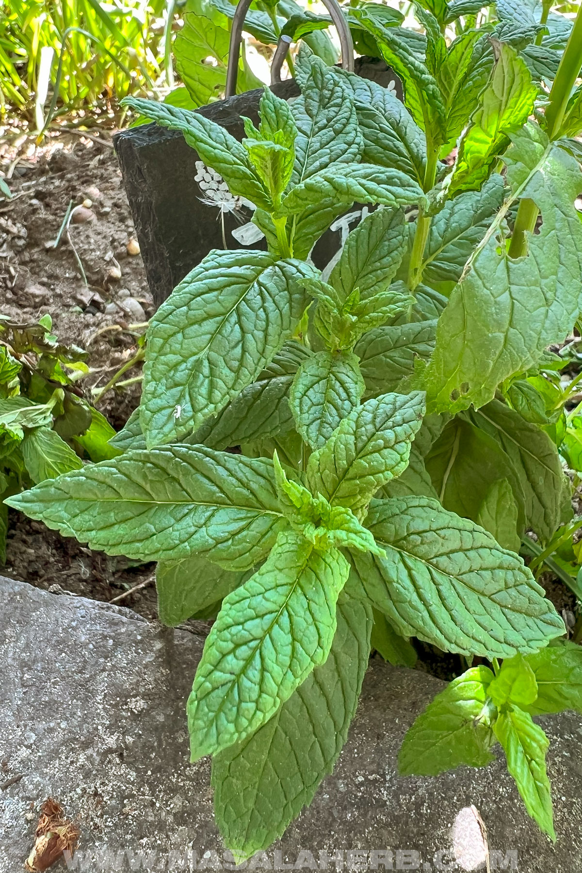 Hugo mint growing in the garden