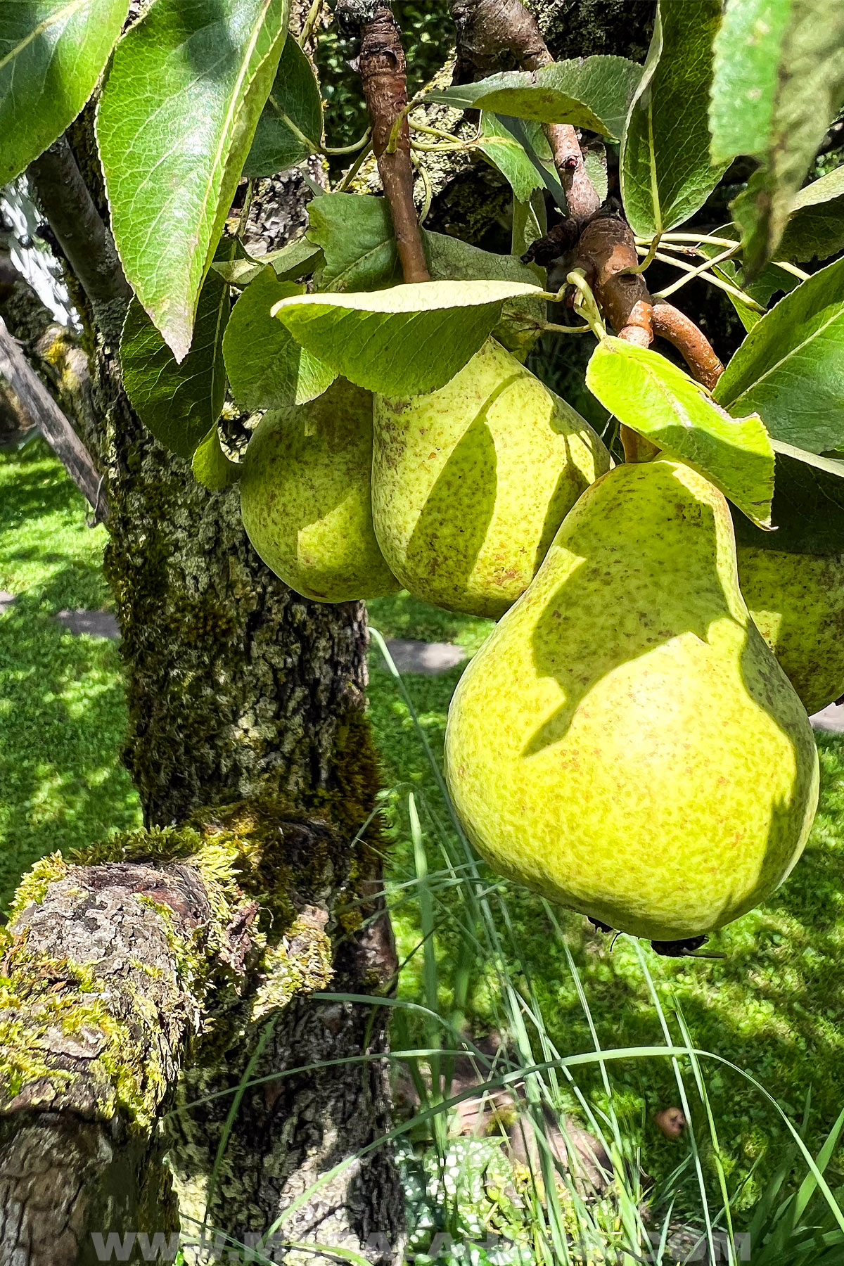 Pears growing on a tree in our garden