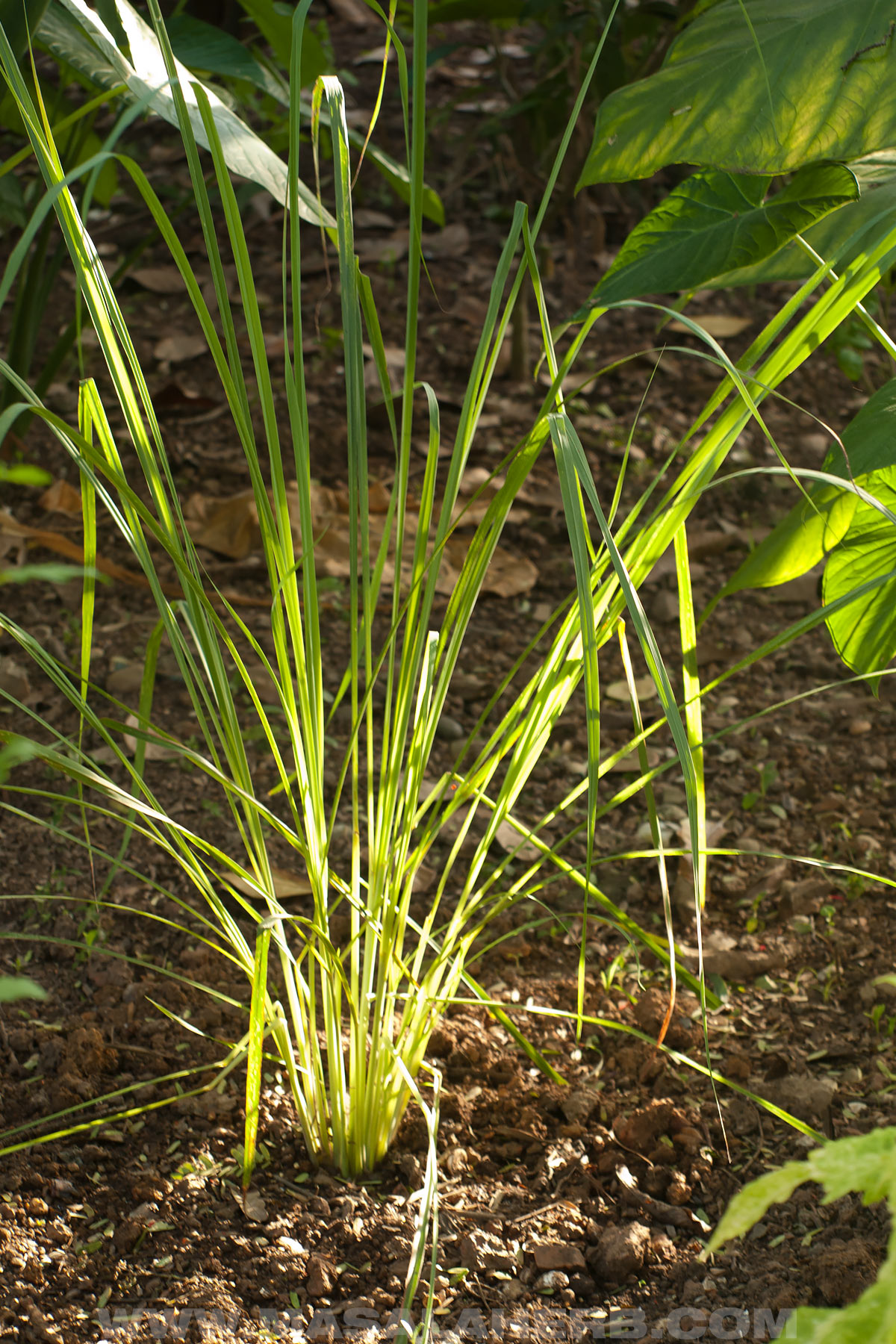 Lemongrass growing in our tropical garden