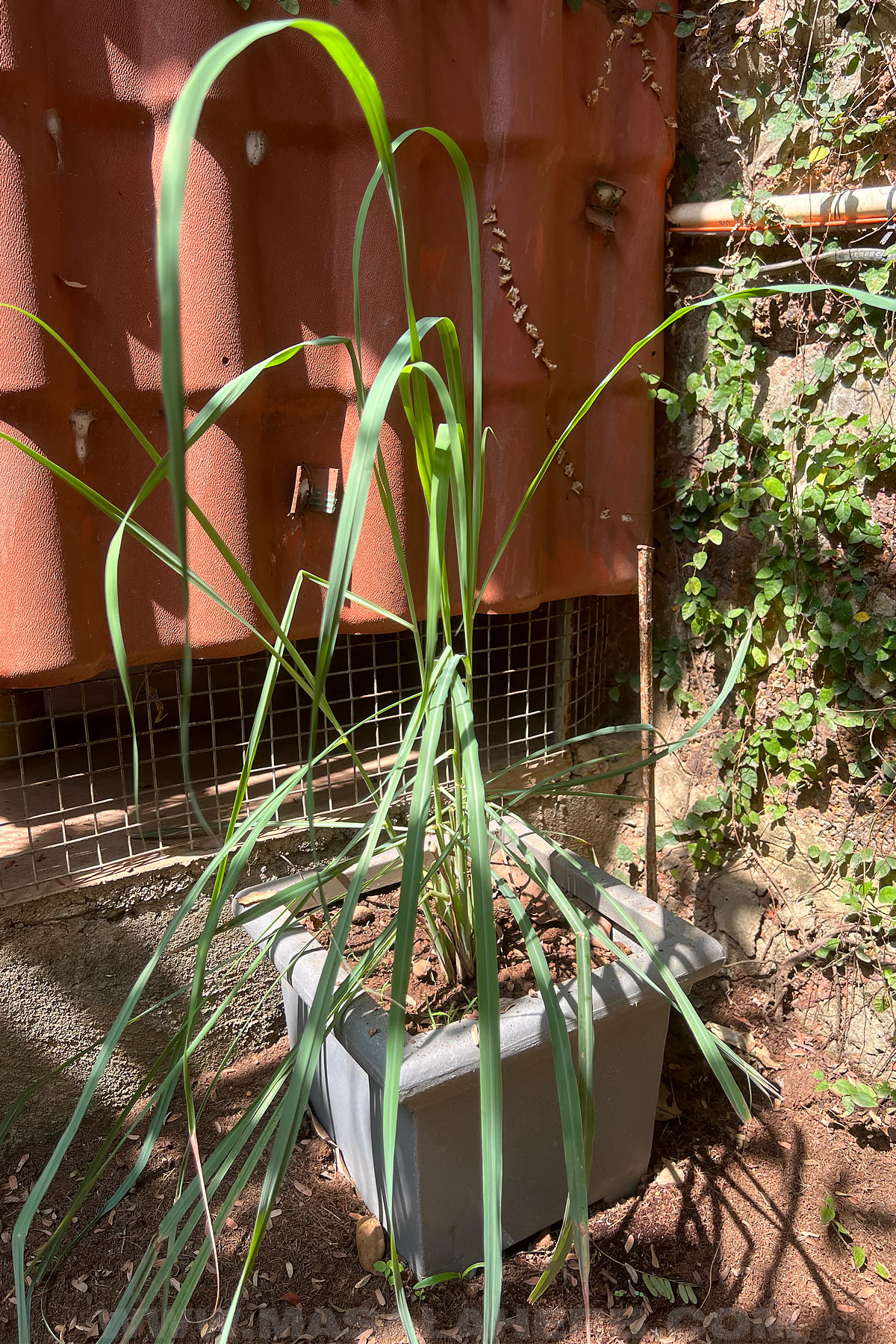 Lemongrass growing in a pot in March 2023 in Goa, India. We keep it behind a fence so that cats and dogs don't chew it away.
