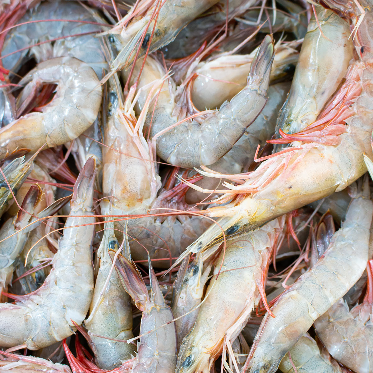 a bunch of prawns photo