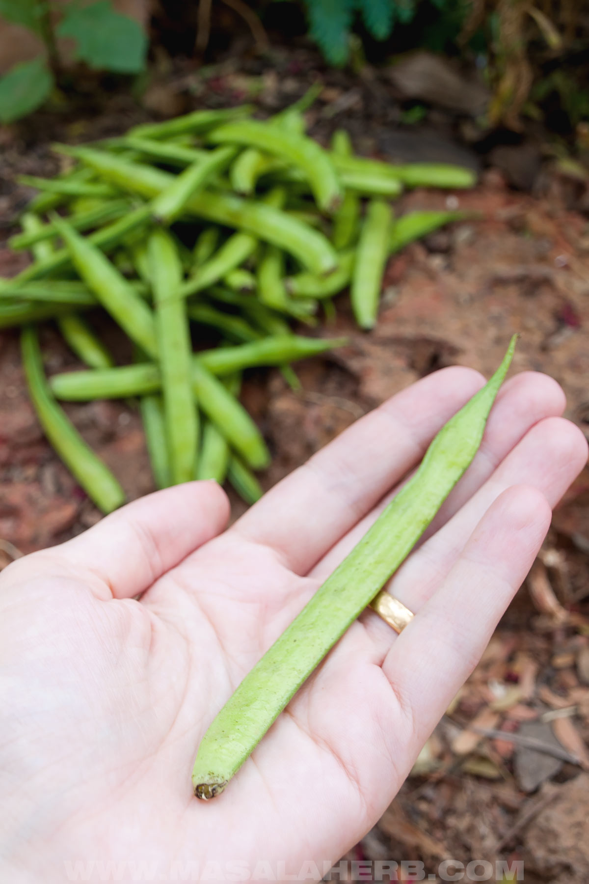 A long guar bean in my hand