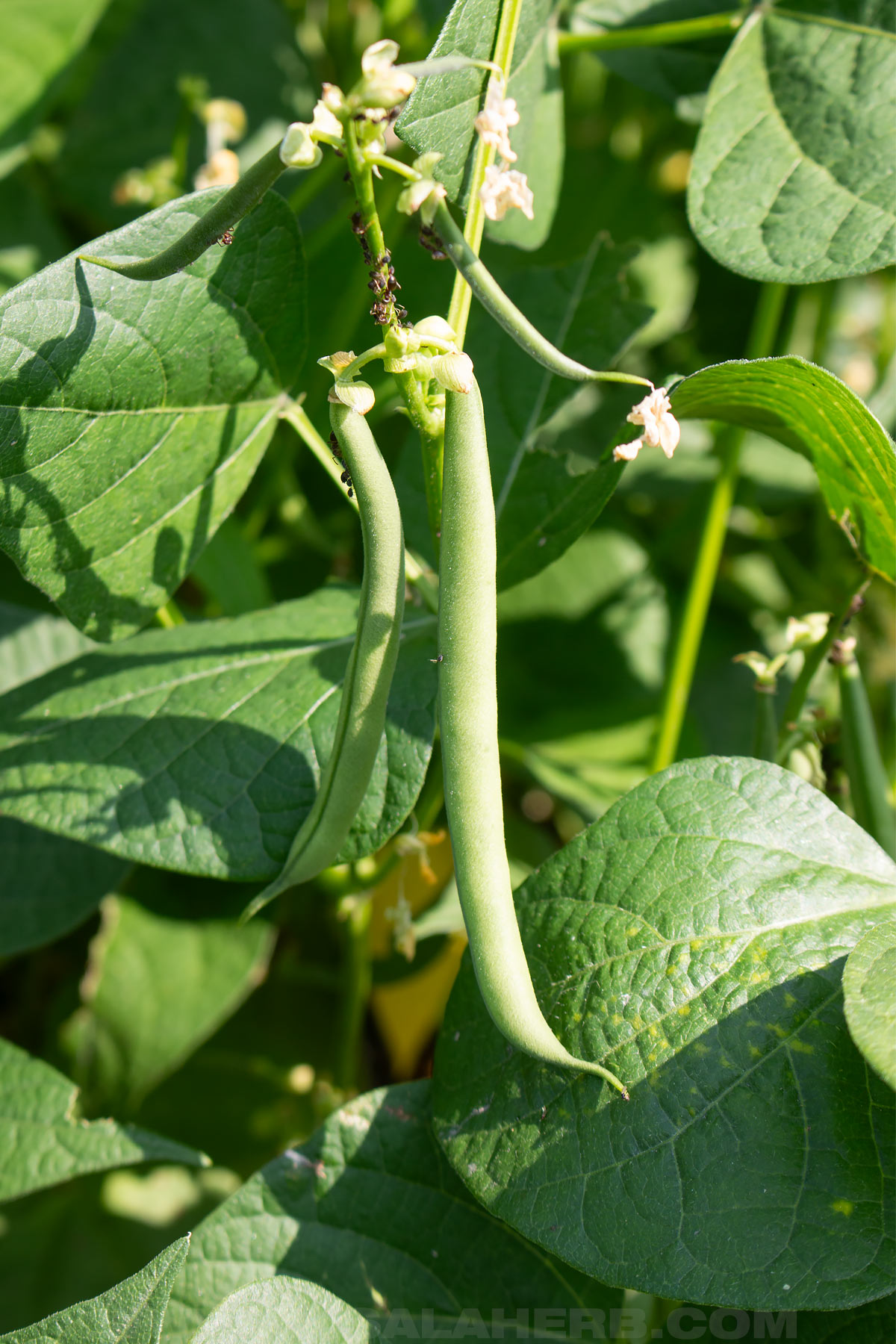 green bean growing