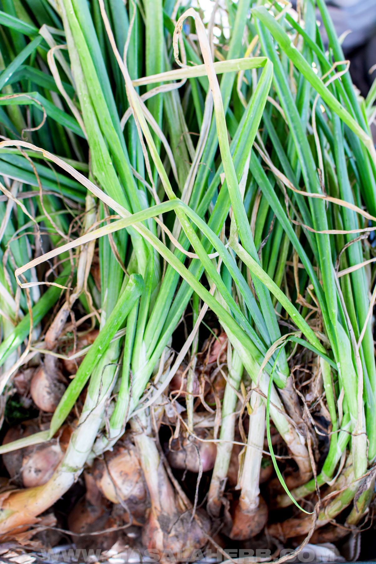 freshly harvested green onions