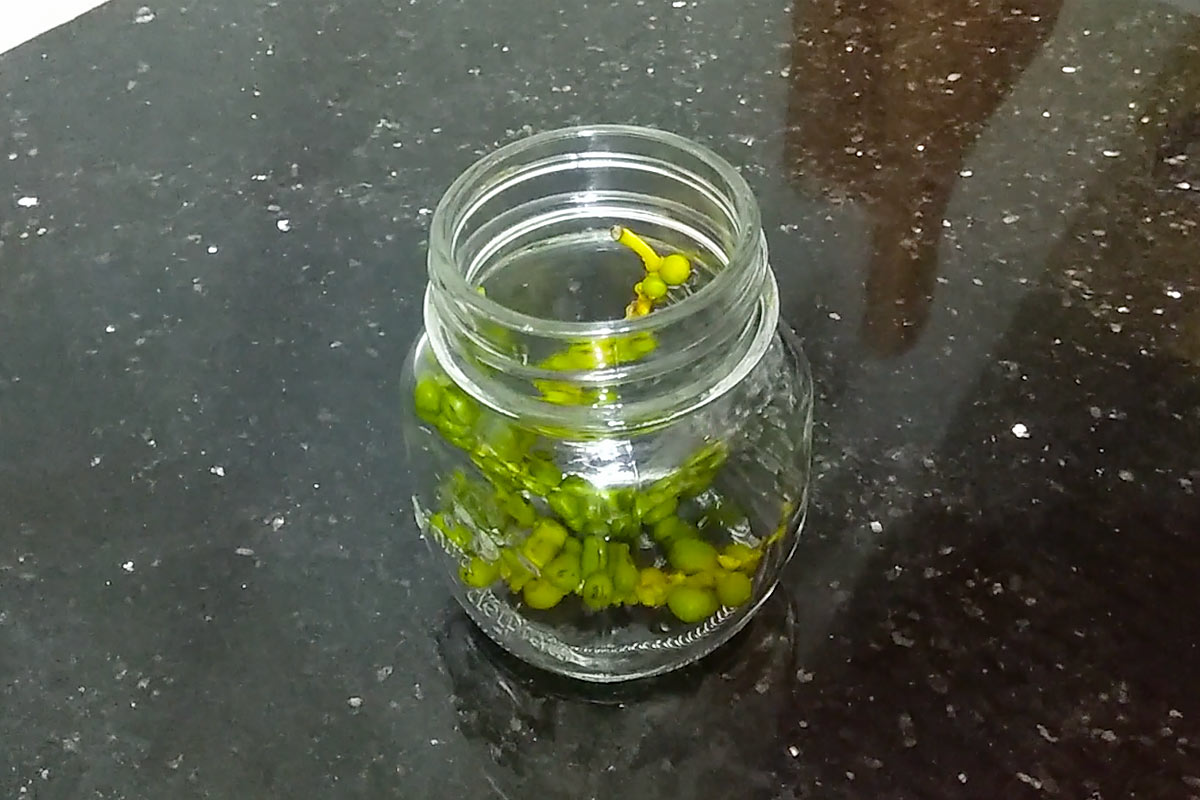 place green peppercorn drupes into small canning glass jar