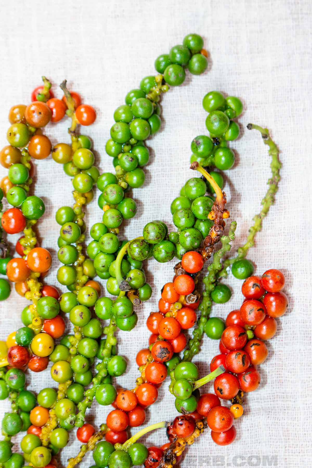 Green Peppercorn drupes with some ripened red ones