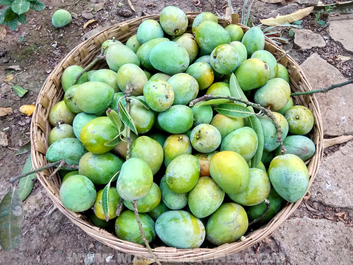 Our mango harvest. This is an Indian mango variety.