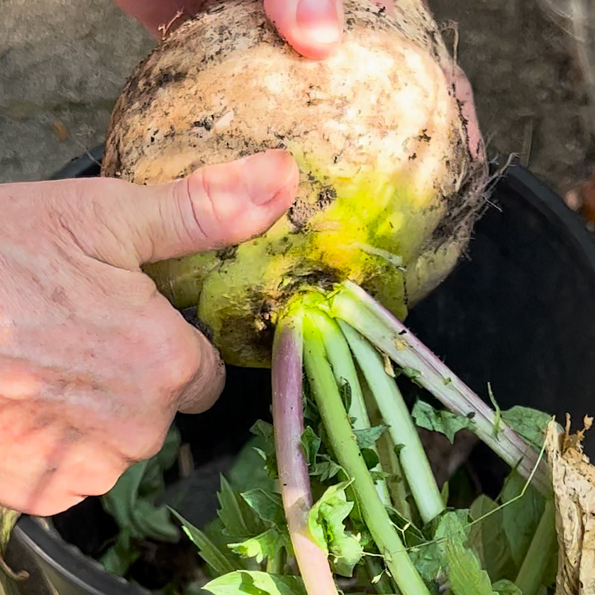 cut off radish greens