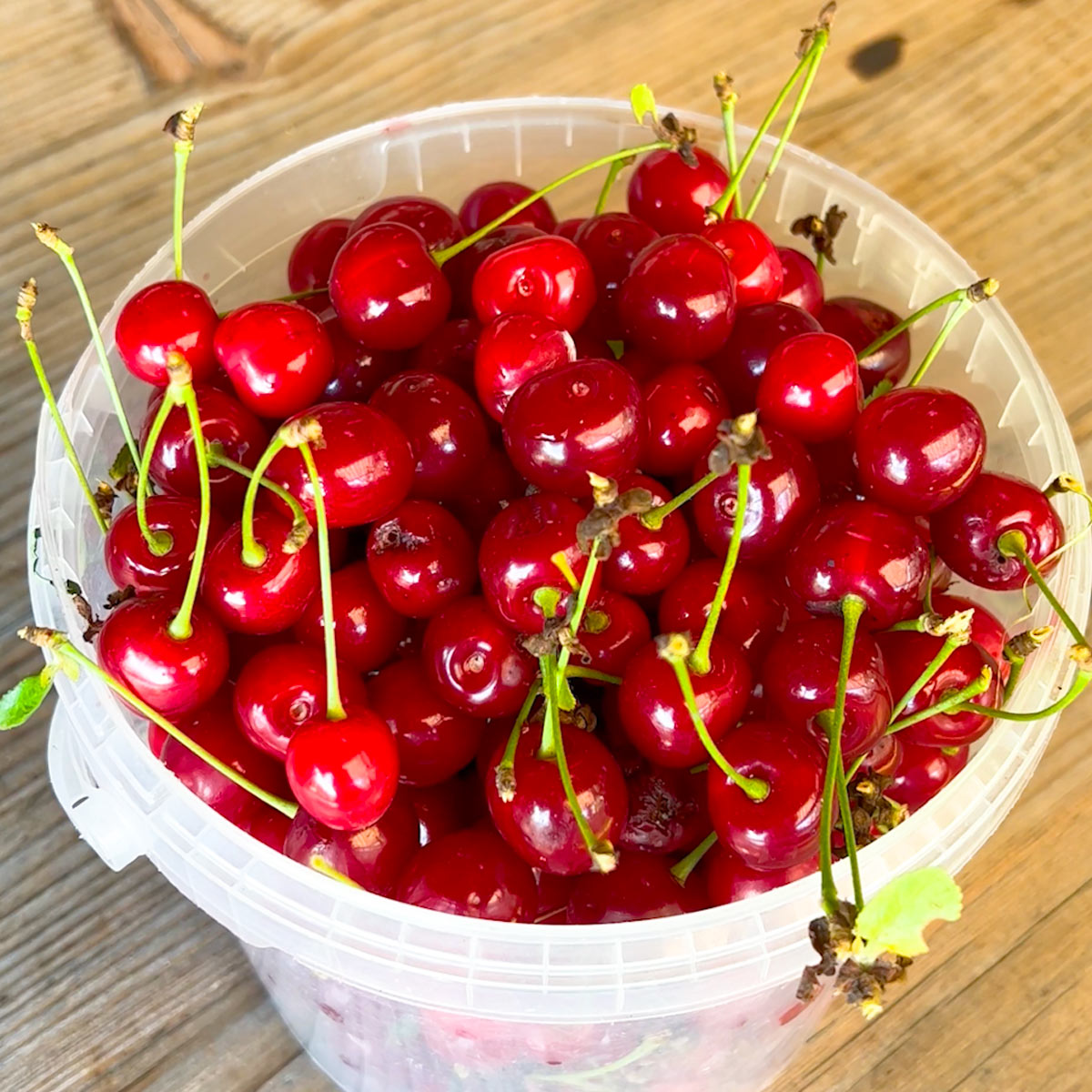 collect cherries