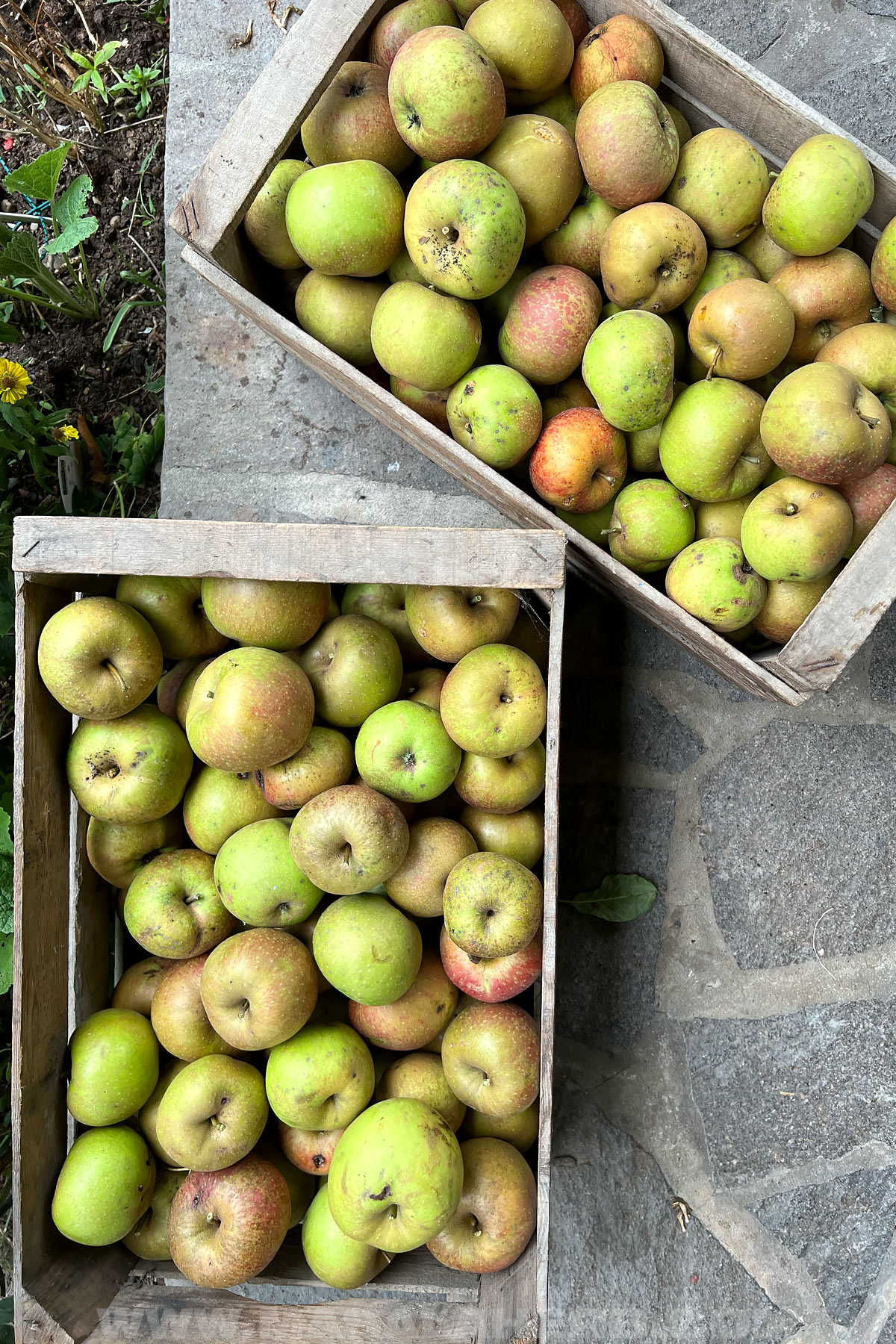 apples in a crate