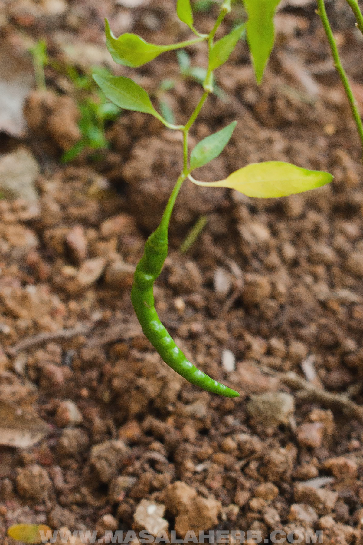 Indian green chili variety growing in my garden