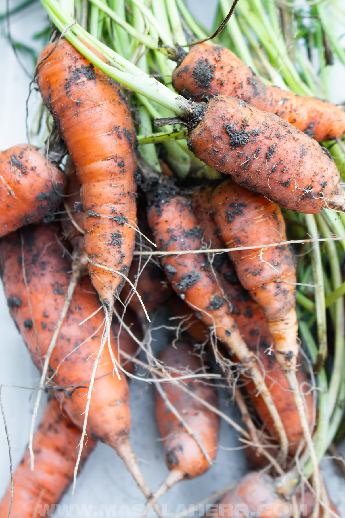 Fresh Garden Carrots