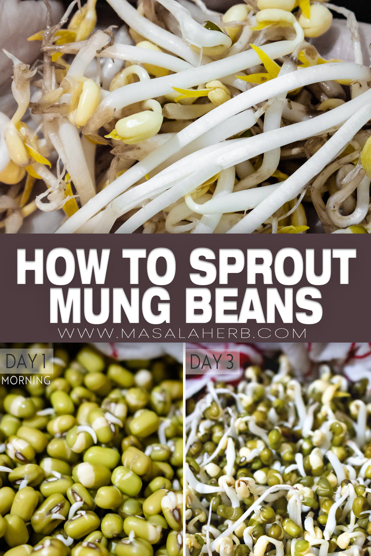 How to Sprout Mung Beans DIY pin