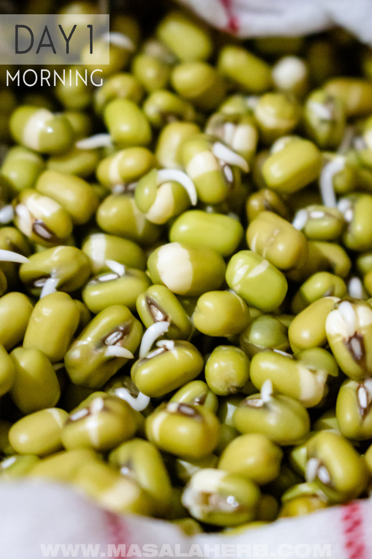Sprouting Mung Beans Day 1 morning