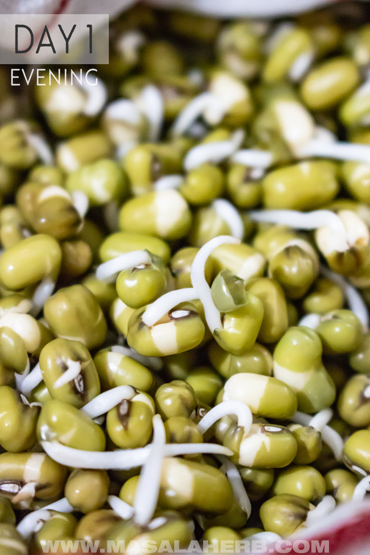 Sprouting Mung Beans day 1 evening