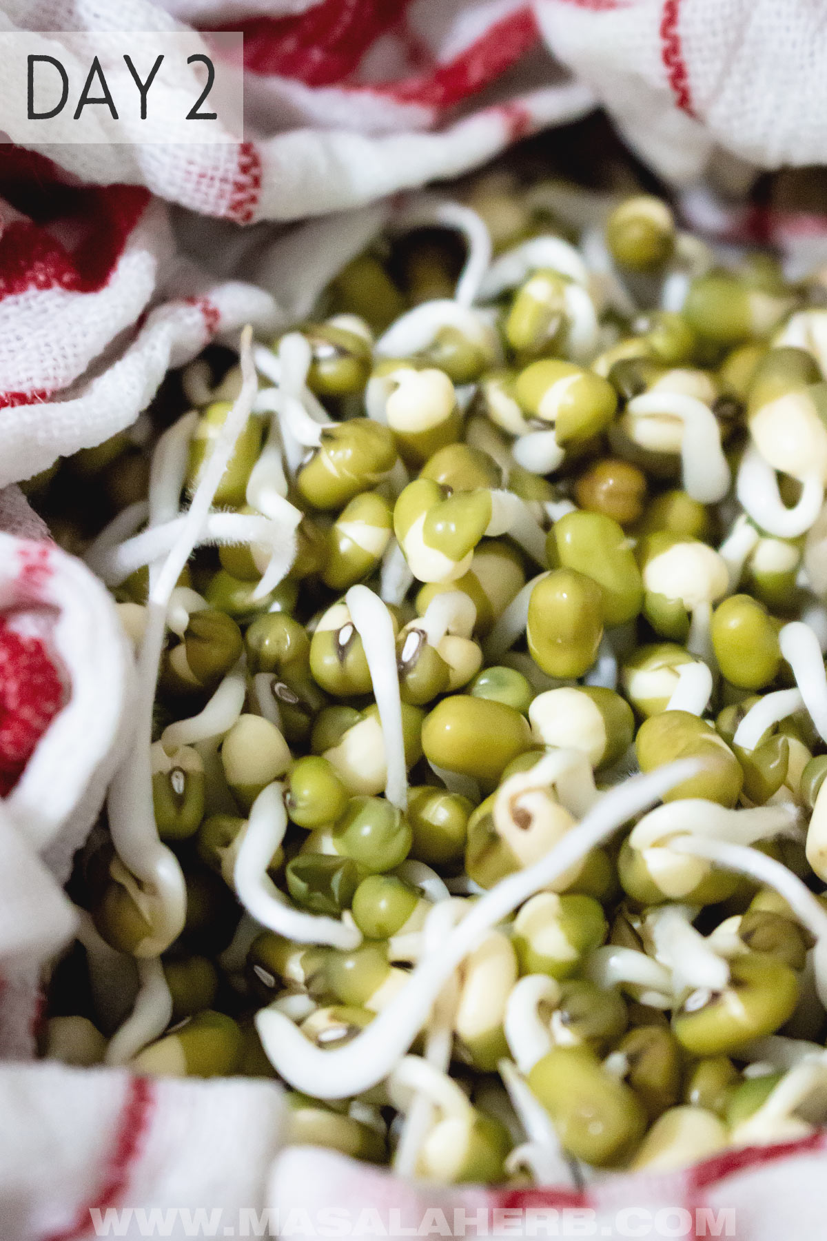 Sprouting Mung Beans day 2
