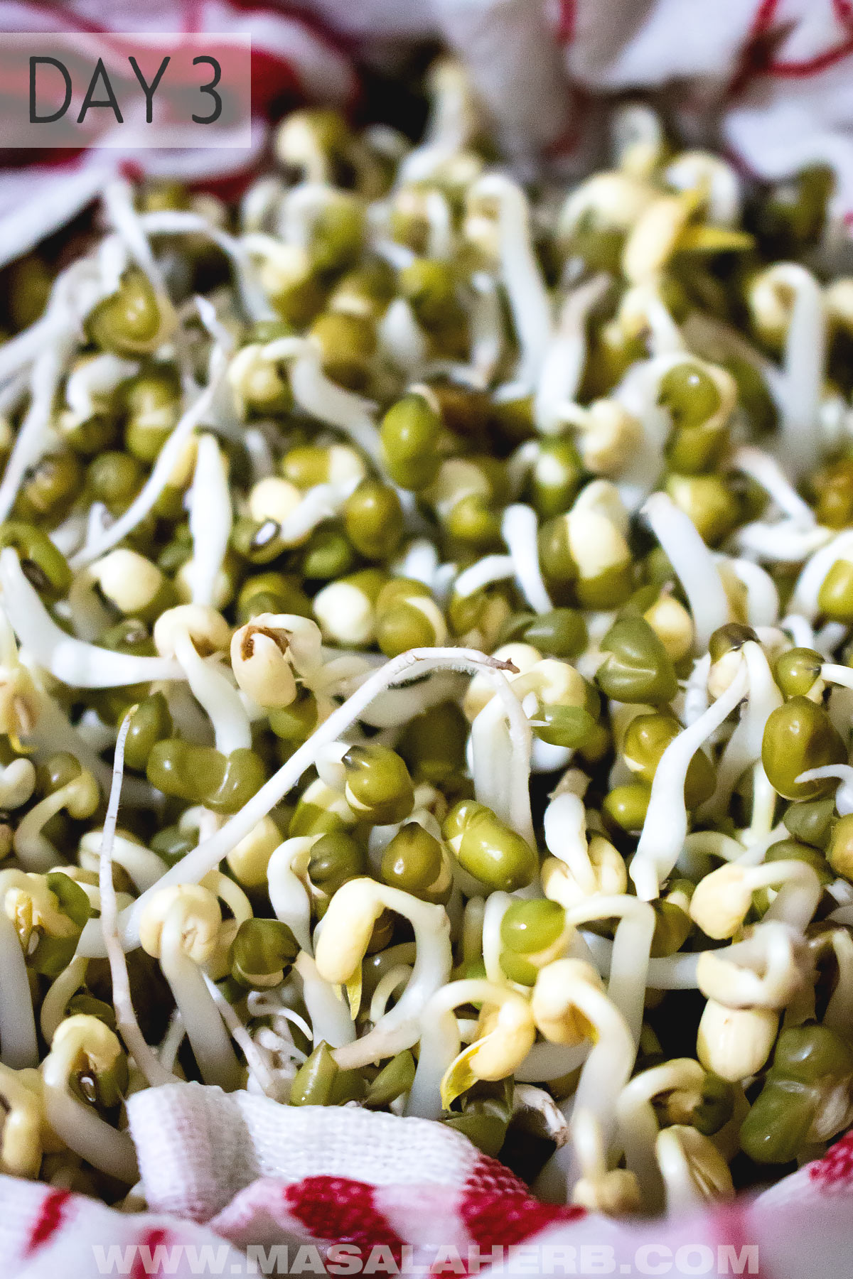 Sprouting Mung Beans day 3