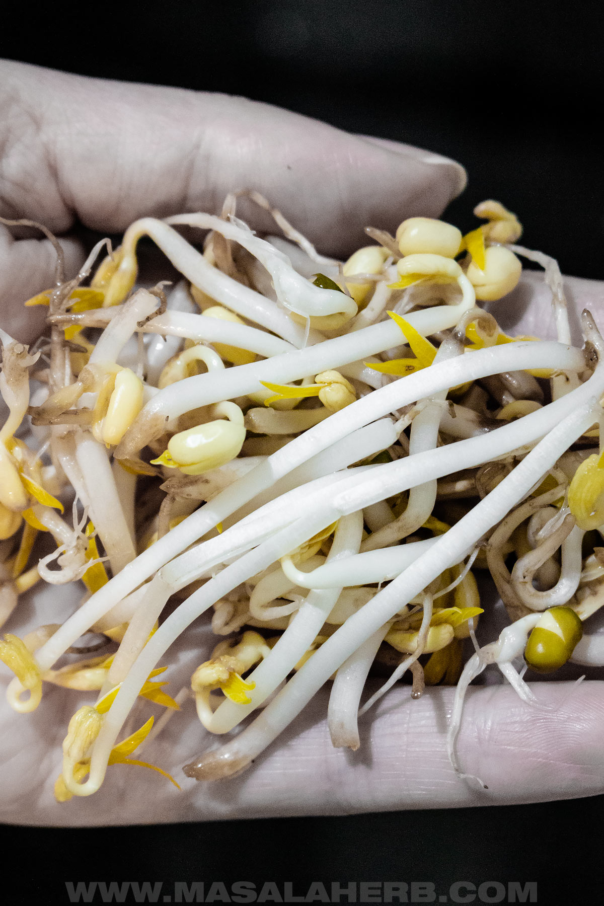 Sprouting Mung Beans at home