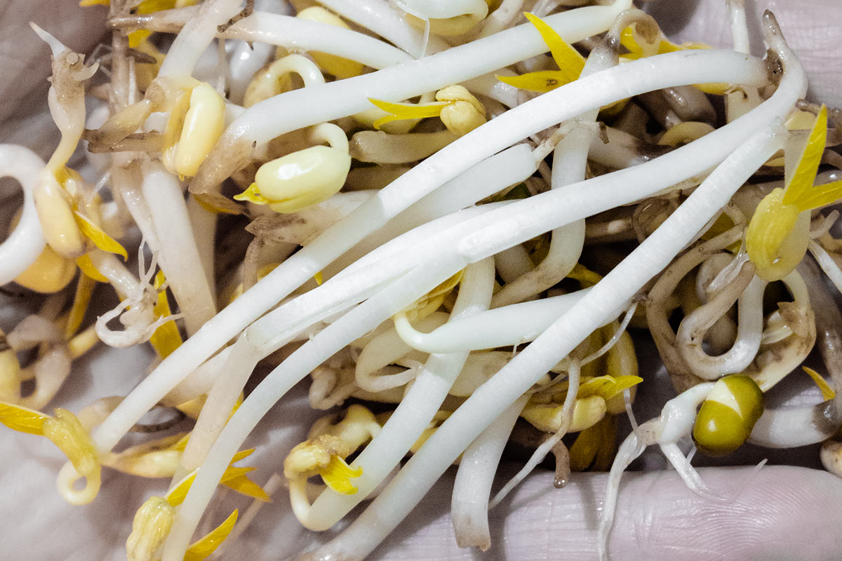 How to Sprout Mung Beans DIY