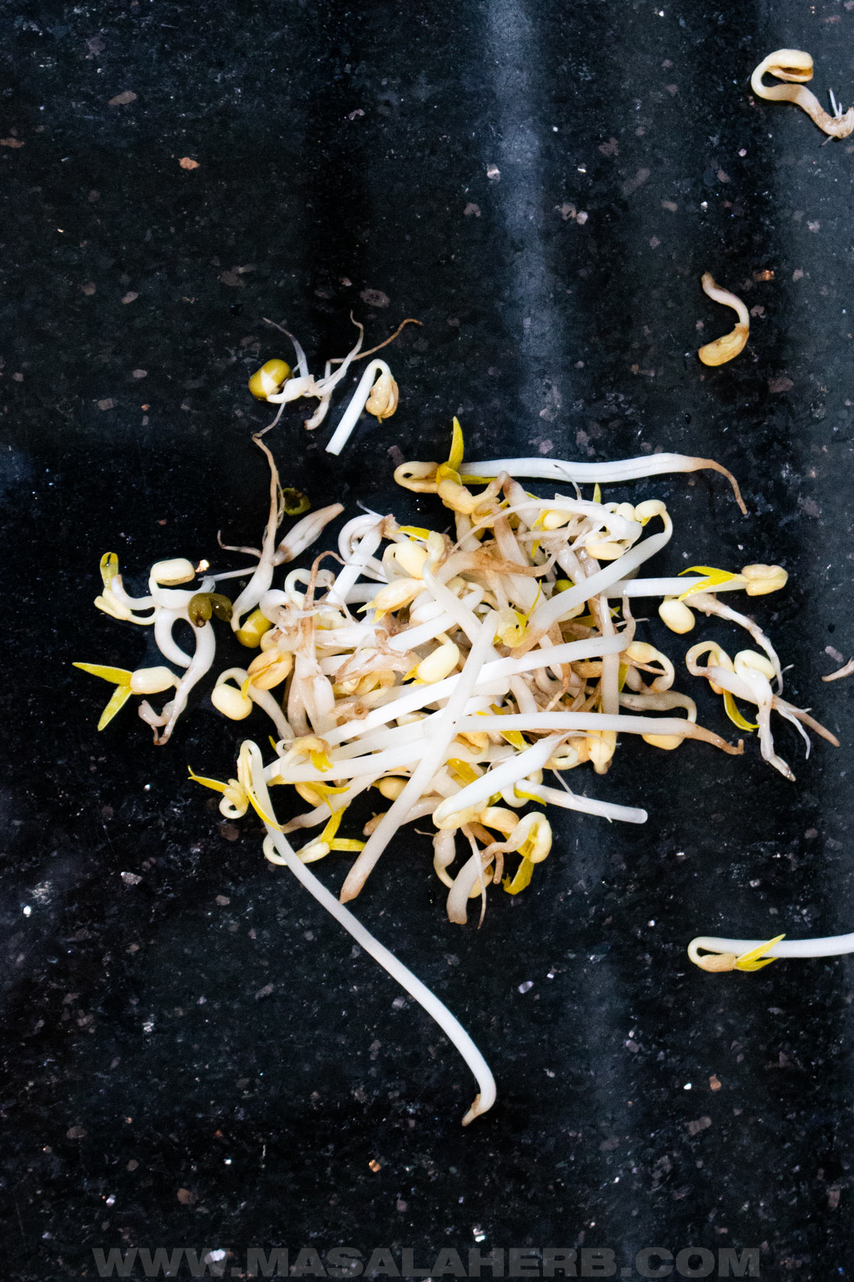 mung bean sprouts