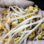 bean sprouts
