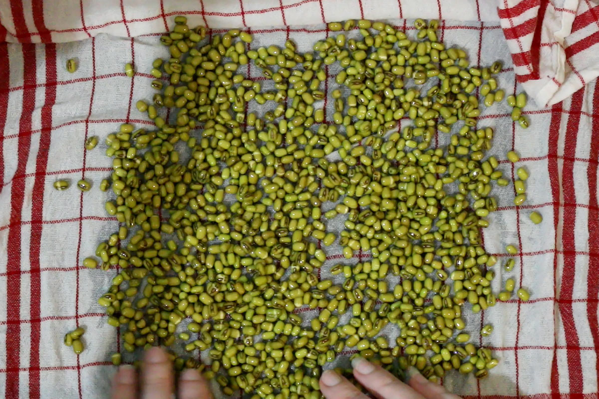 mung beans on a clean cloth