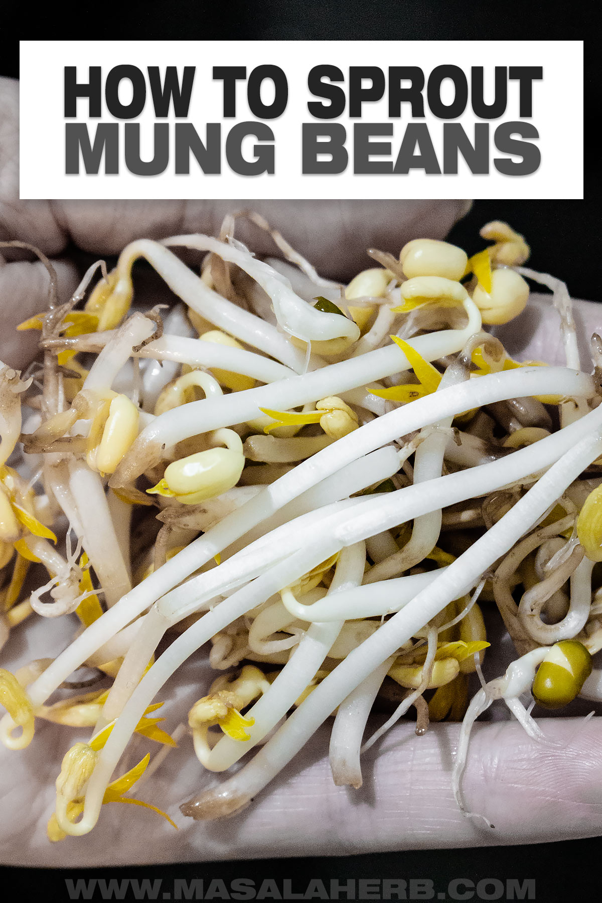 How to Sprout Mung Beans DIY cover