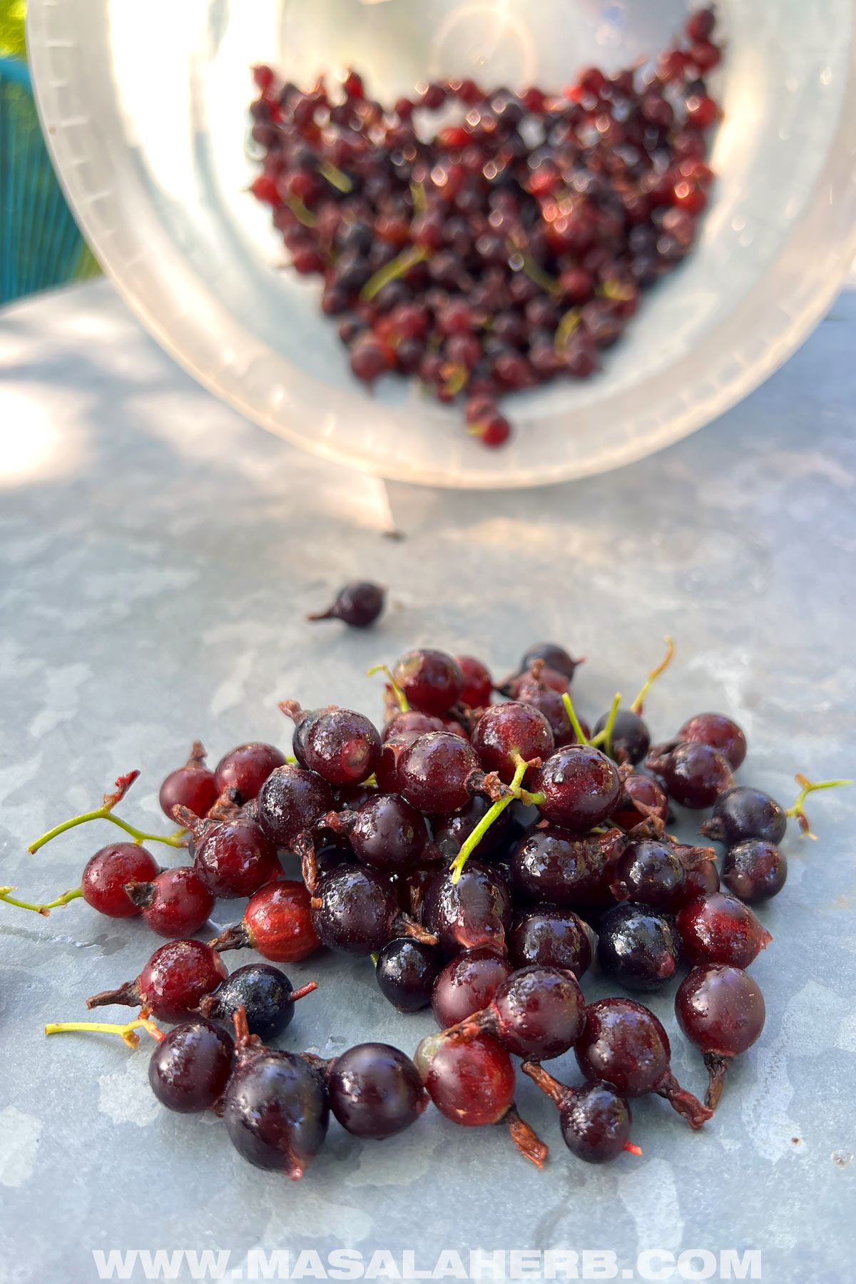 Freshly harvested jostaberries