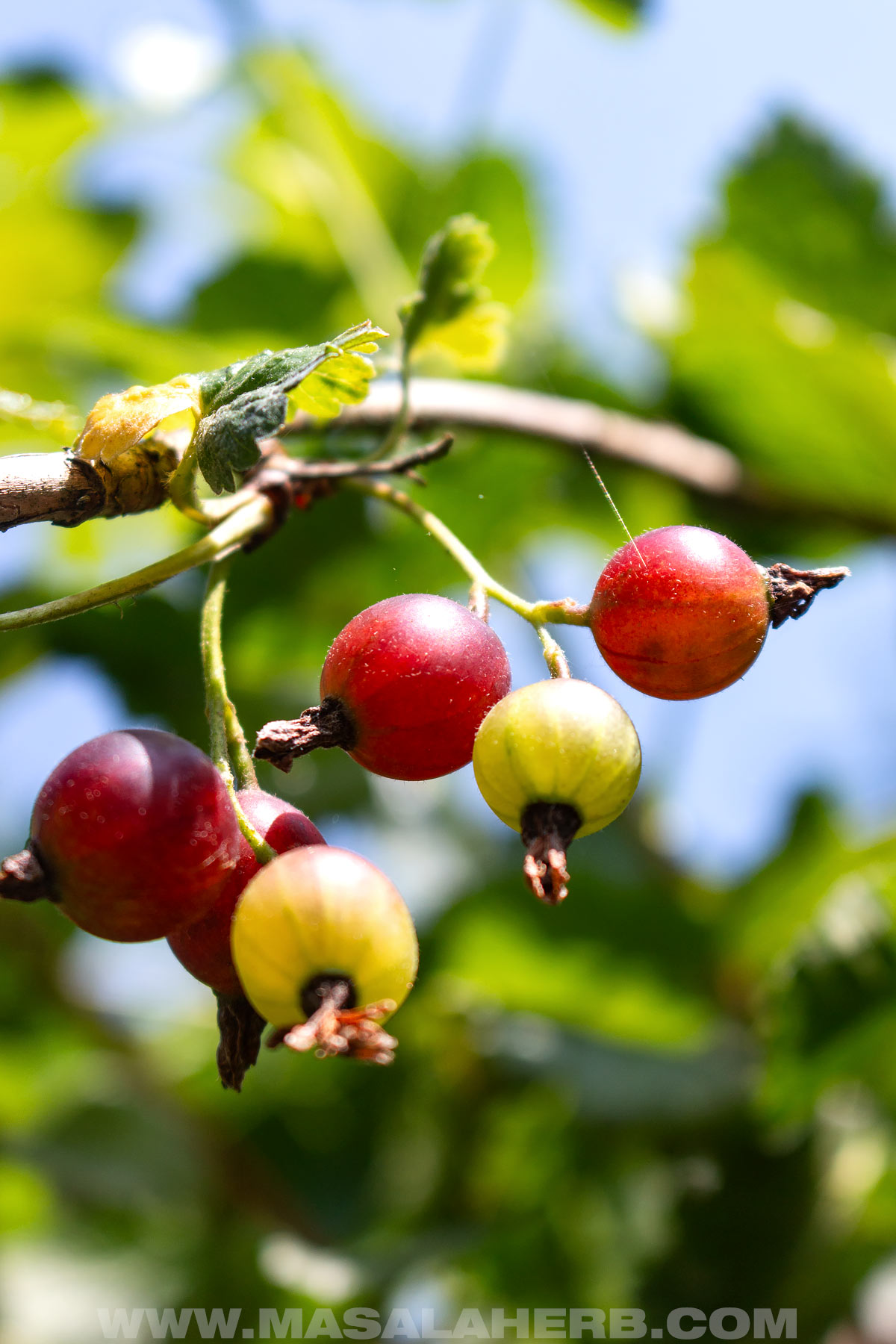 Jostaberries growing on a shrub