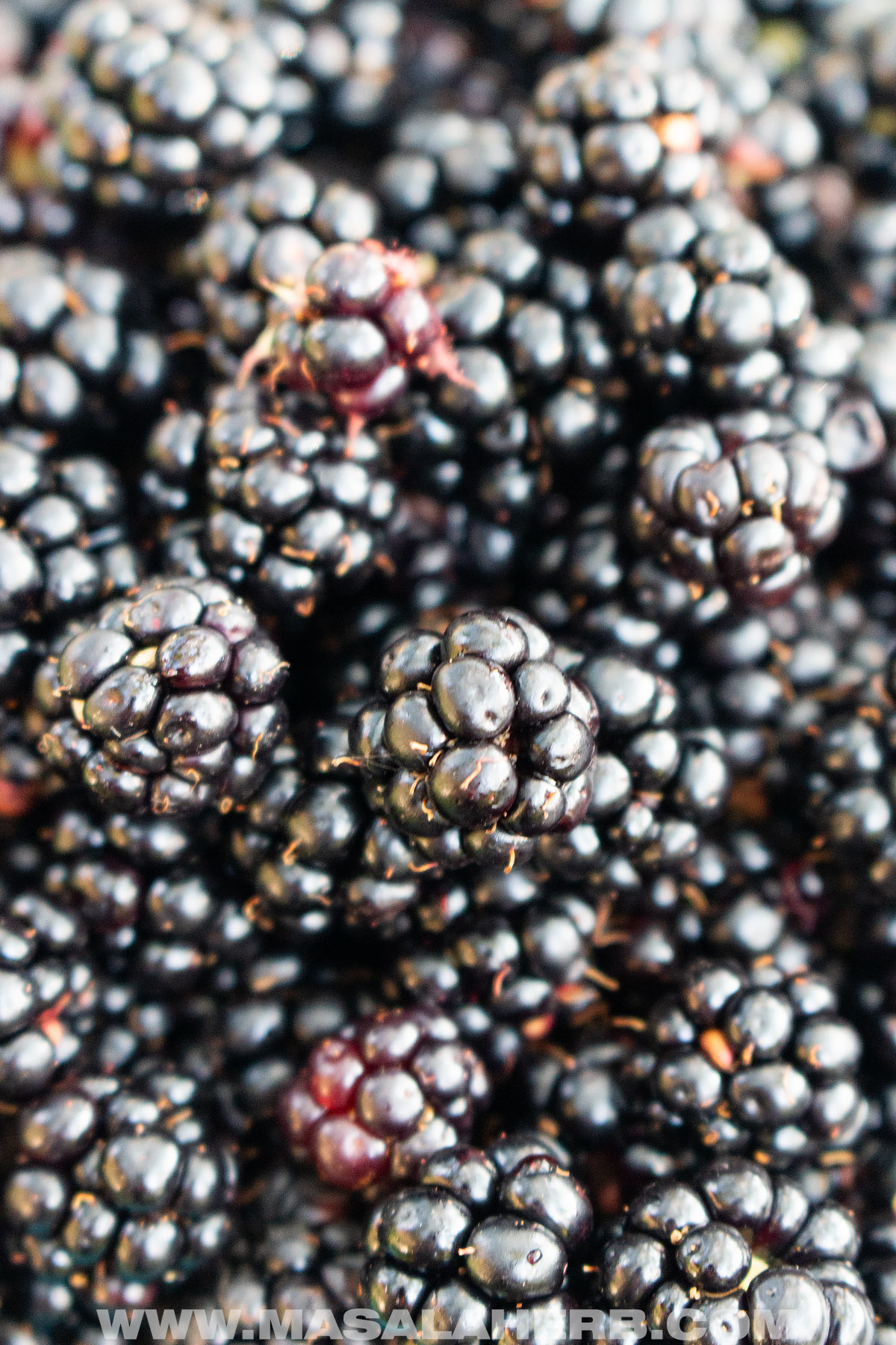 fresh blackberries