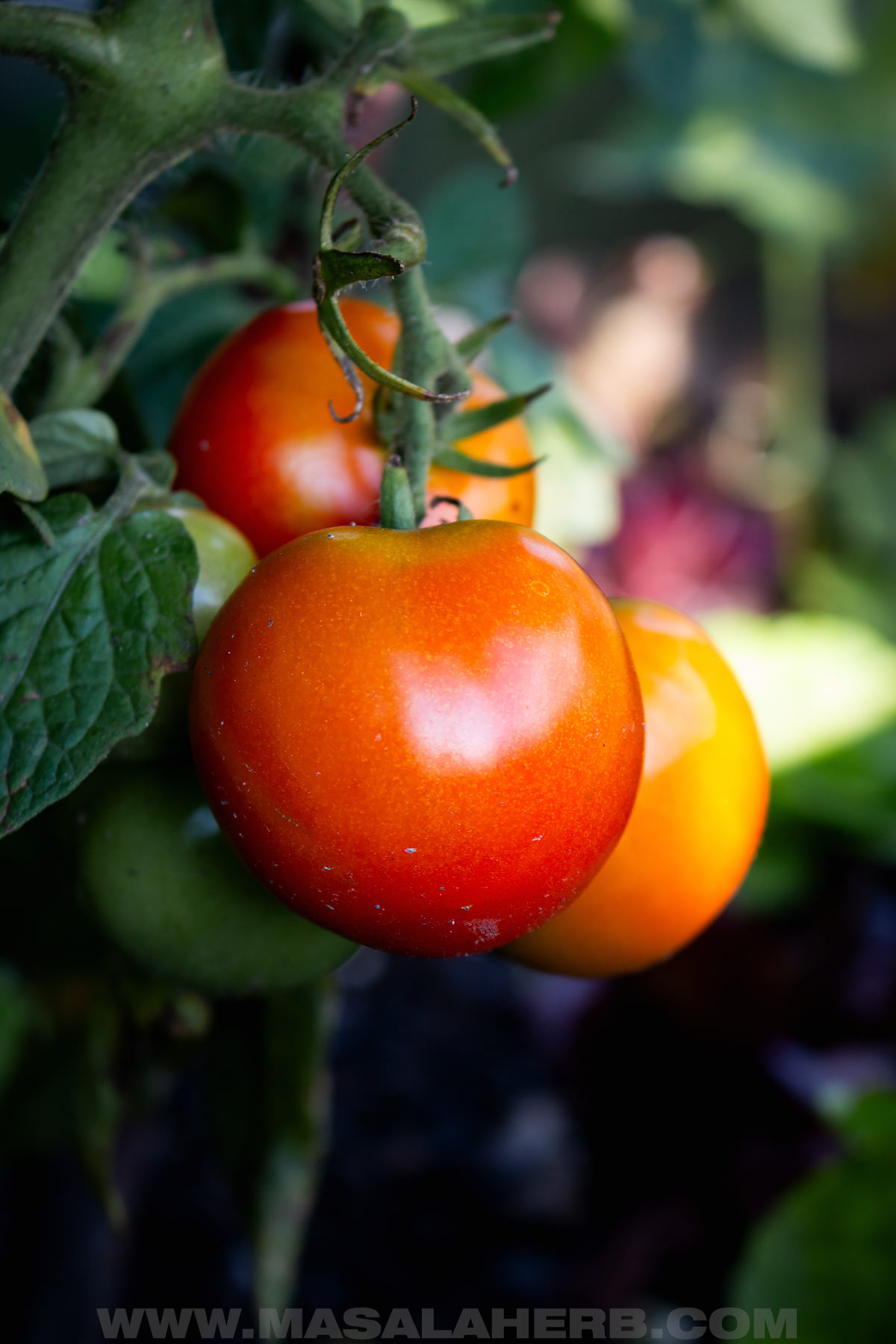 tomatoes