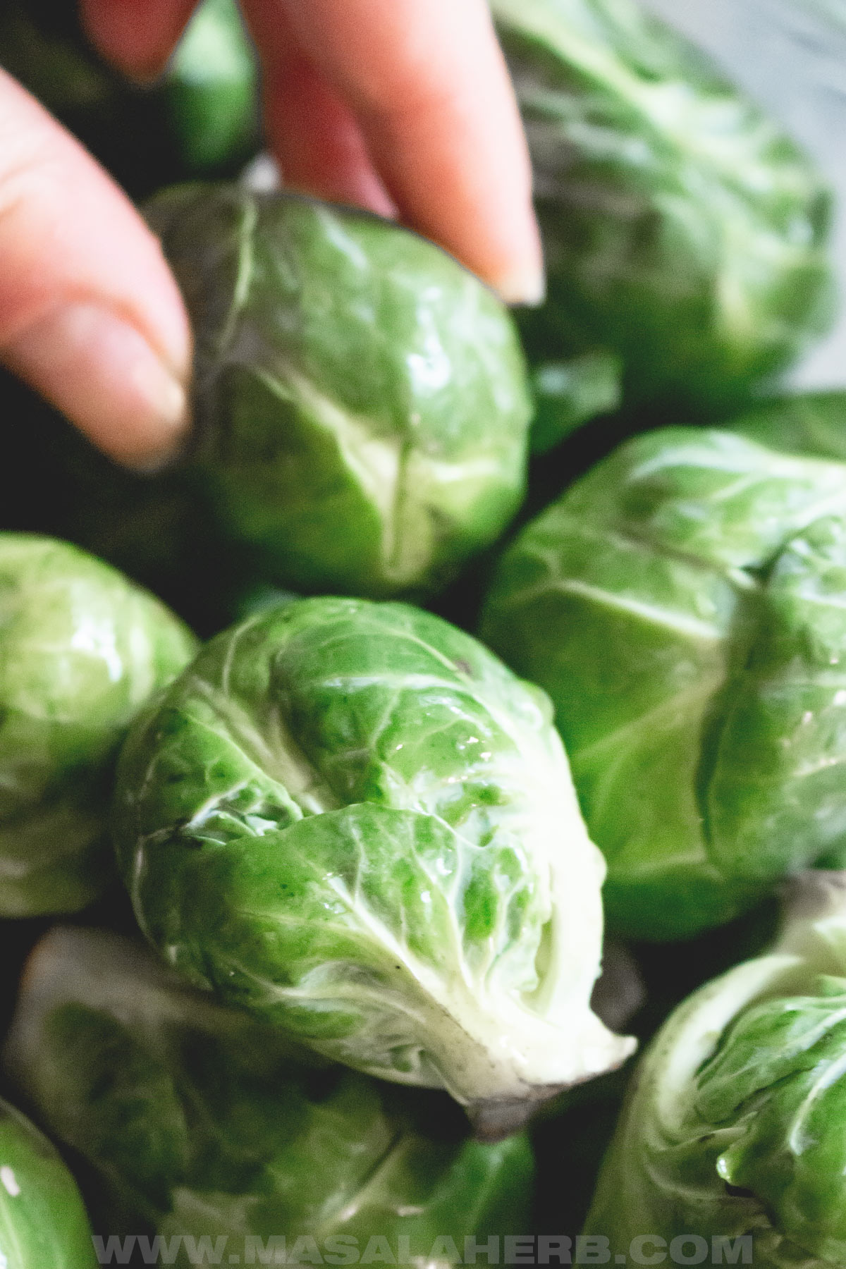 fresh brussels sprouts